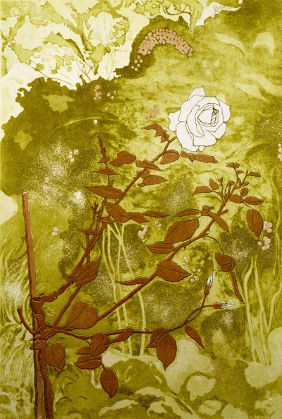 Rosa de Valerie Daniel